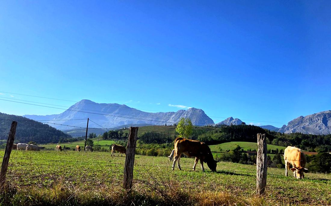 Vacas pastando en un prado cercado, con el Anboto y los montes del entorno al fondo